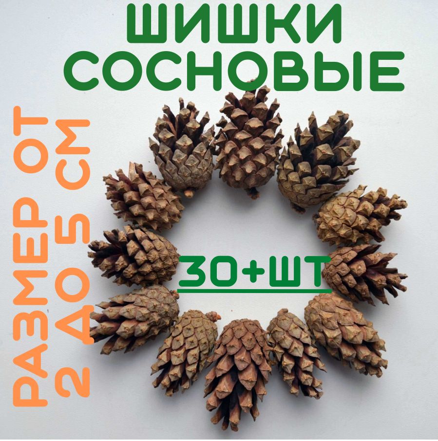 Шишкисосновые30штдлядекоратворчестваирукоделияот2до6смвдлину,новогодниеикрасивые