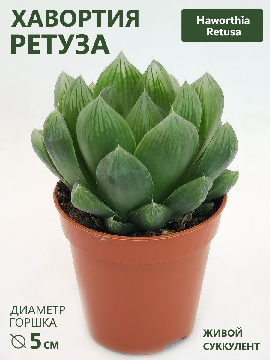 Хавортия Ретуза (Haworthia Retusa) суккулент D-5 см