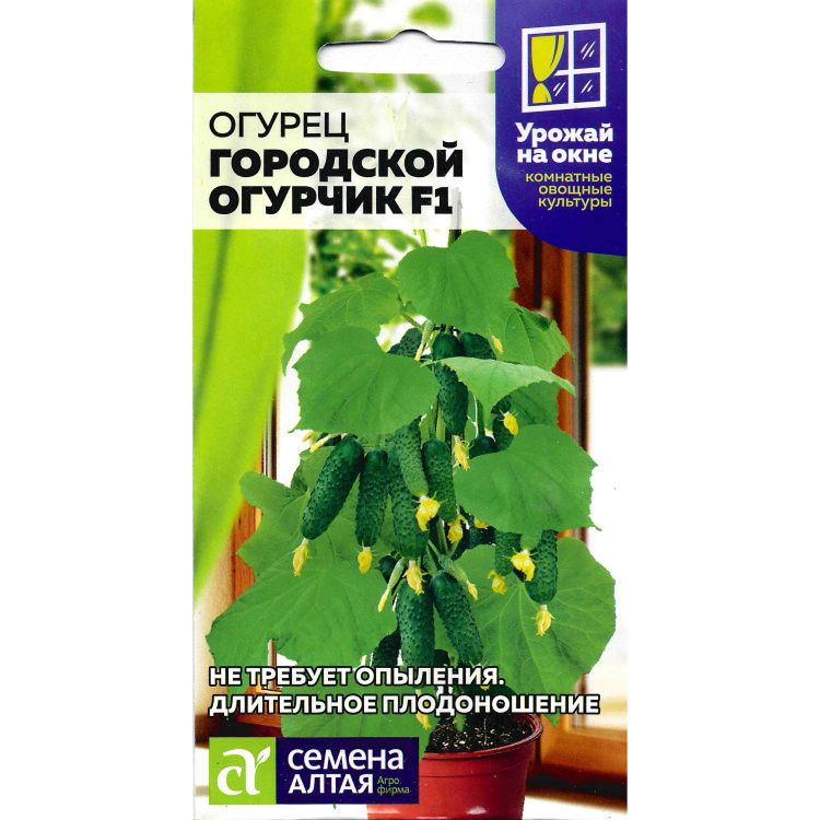 Огурец Городской Огурчик F1(图1)