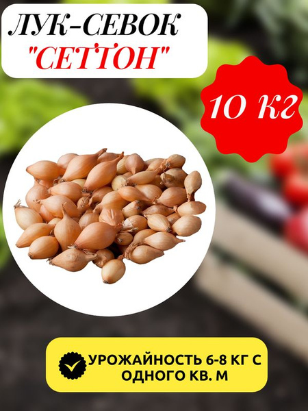 Луковицы Лук севок купить по выгодной цене в интернет-магазине OZON ...