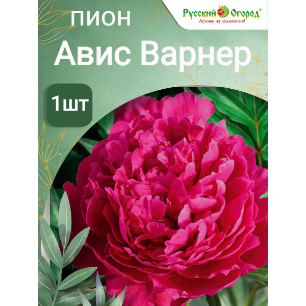 Пион травянистый Авис Варнер - купить с доставкой по выгодным ценам в ...
