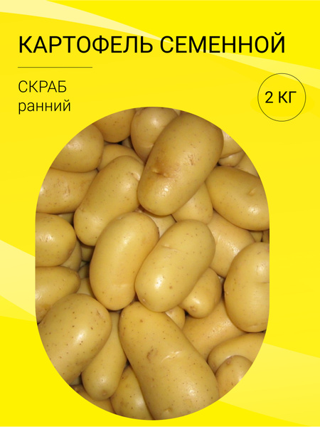 Картофель картофель на посадку 2 кг - купить по выгодным ценам в ...
