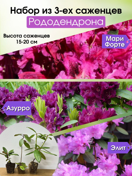 Рододендрон саженец набор 3 шт в кассете - купить с доставкой по ...