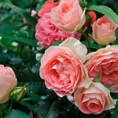 Купить Роза Джет Сет Jet Set (Флорибунда)(Осень 2024г.) в Ростове-на-Дону с дост