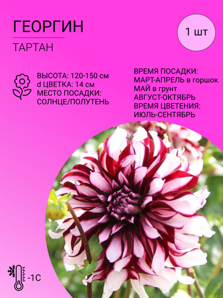 Георгины Георгин 1 шт_Тартан - купить по выгодным ценам в интернет ...