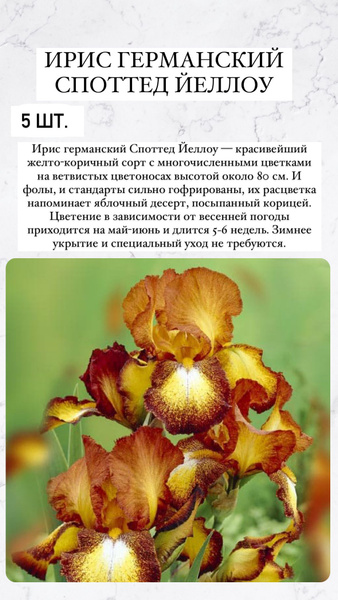 Луковицы Ирис сетчатый или иридодиктиум, Ирисы купить по выгодной цене ...