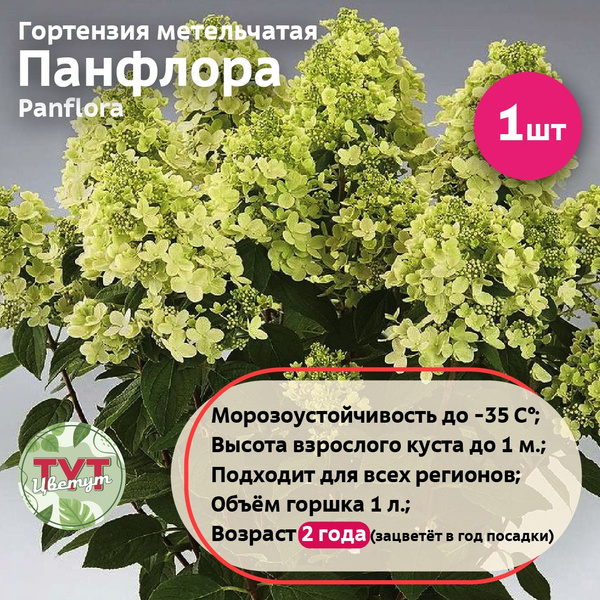 Гортензия метельчатая Панфлора (Panflora) - купить с доставкой по ...