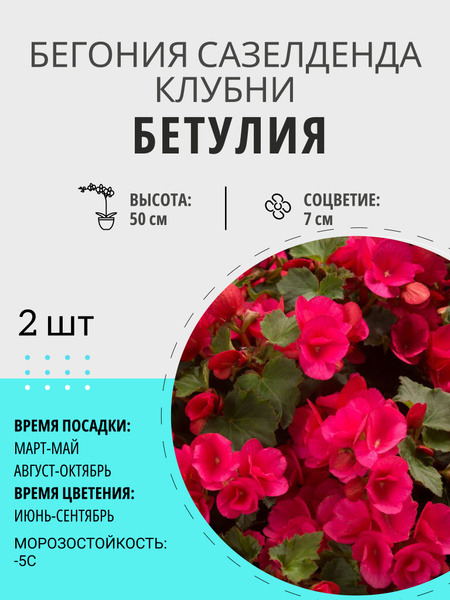 Бегонии бегония - купить по выгодным ценам в интернет-магазине OZON ...