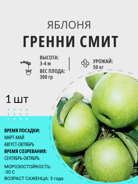 Яблоня яблоня_Гренни Смит - купить по выгодным ценам в интернет ...