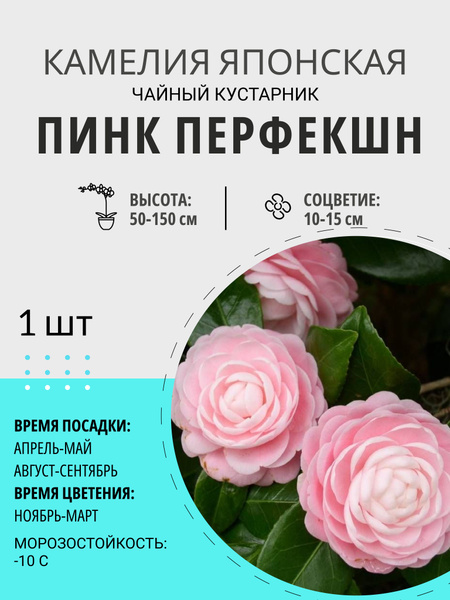 Камелия камелия - купить по выгодным ценам в интернет-магазине OZON ...