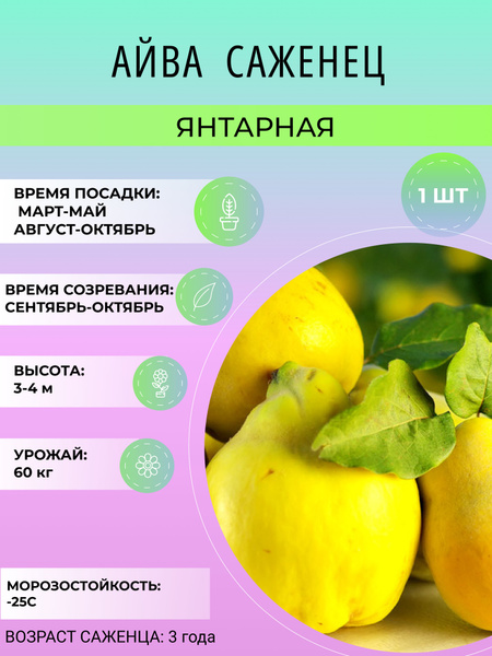 Айва айва - купить по выгодным ценам в интернет-магазине OZON (1529375140)