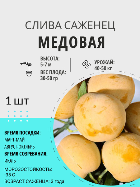 Слива слива - купить по выгодным ценам в интернет-магазине OZON ...
