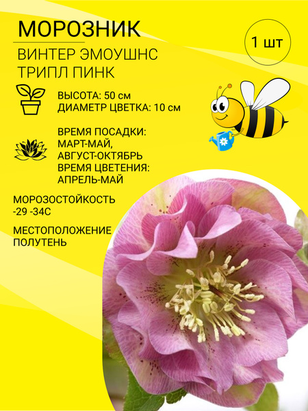 Морозник Морозник - купить по выгодным ценам в интернет-магазине OZON ...