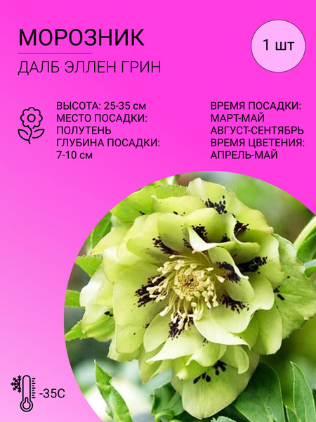 Морозник Морозник - купить по выгодным ценам в интернет-магазине OZON ...