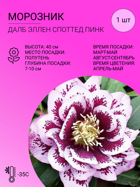 Морозник Морозник - купить по выгодным ценам в интернет-магазине OZON ...