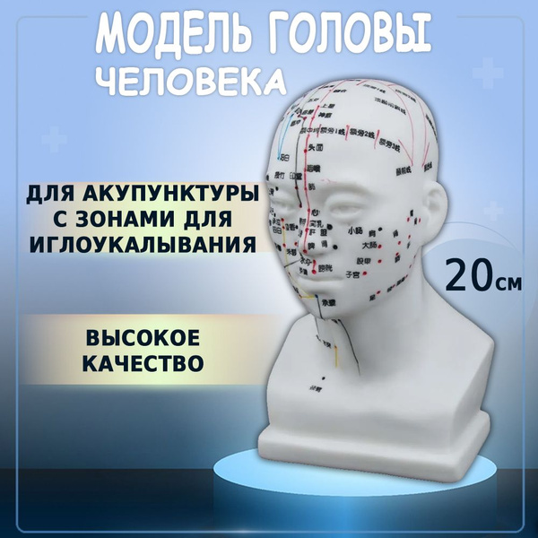 Анатомическая модель для акупунктуры голова 20см. 3D макет для ...