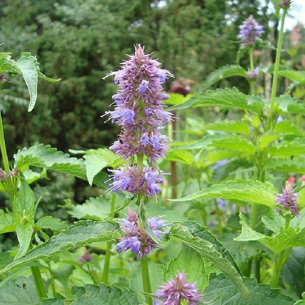 Лофант Deodar SEEDS COMPANY Трава_Лофант тибетский - купить по выгодным ...