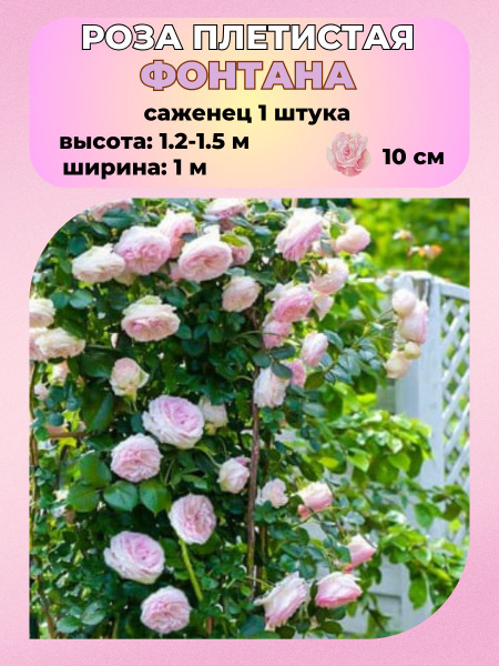 Роза Magic Garden Роза плетистая, саженец 1 шт._Фонтана - купить по ...