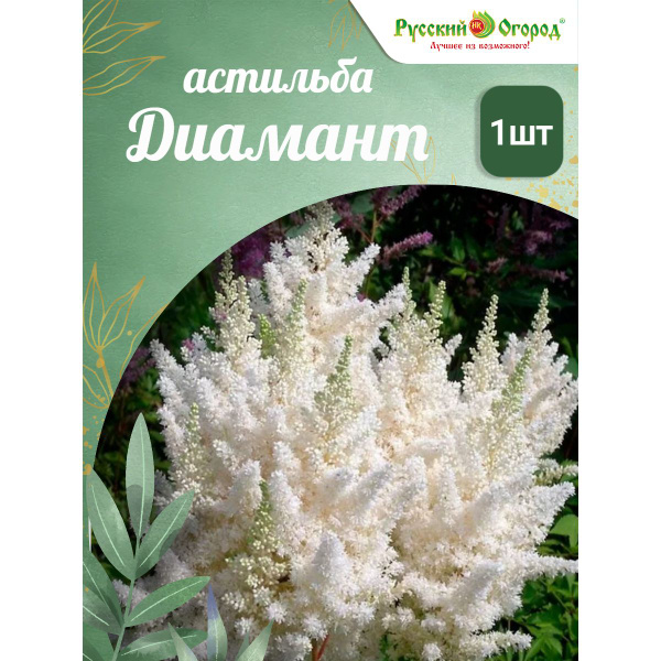 Астильба Диамант - купить с доставкой по выгодным ценам в интернет ...