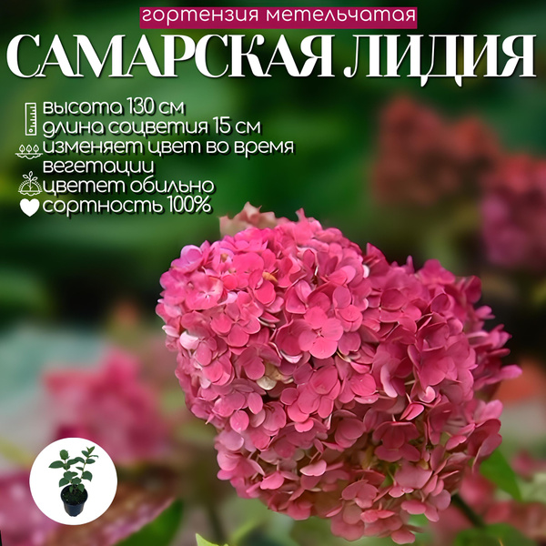 Гортензия Самарская Лидия, 2 шт - купить с доставкой по выгодным ценам ...