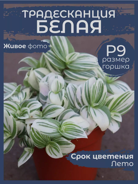 Традесканция белый, 1 шт - купить по выгодной цене в интернет-магазине ...