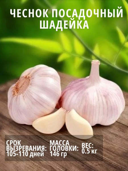 Чеснок чеснок - купить по выгодным ценам в интернет-магазине OZON ...