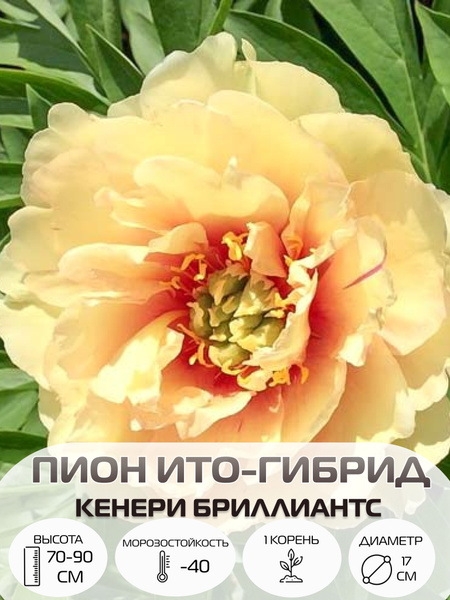 Корень пиона ито-гибрид Кенери Бриллиантс, многолетние цветы, саженец 1 ...