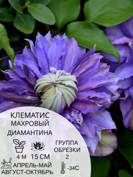 Характеристики Клематис махровый многолетний Диамантина, саженцы цветов ...