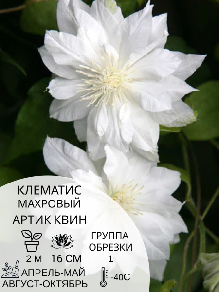 Клематис клематис - купить по выгодным ценам в интернет-магазине OZON ...