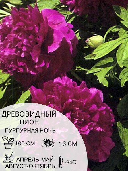 Корень пиона древовидный Пурпурная Ночь, саженец многолетних цветов ...