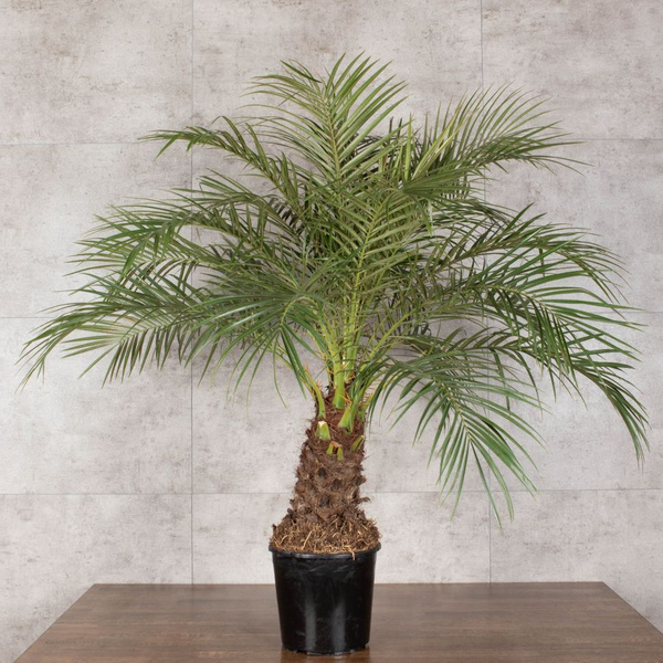 Финик Робелини 100/21 купить на OZON по низкой цене (1747867985)