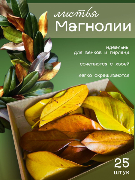 Листья магнолии натуральные 25 штук купить на OZON по низкой цене ...
