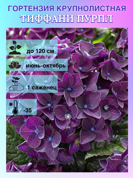 Гортензия крупнолистная Тиффани Пурпл, саженец 1 штука купить на OZON ...