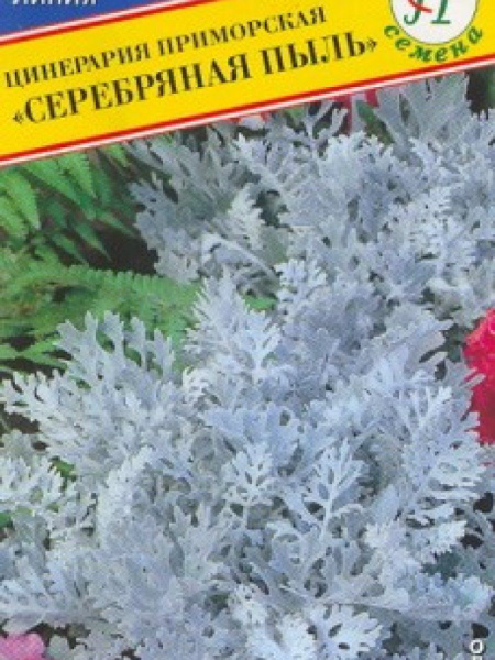 Цинерария Гибридная Купить Семена