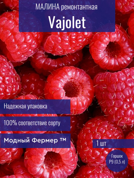 Малина ремонтантная Вайолет, саженец в горшке 0,5 л купить на OZON по ...