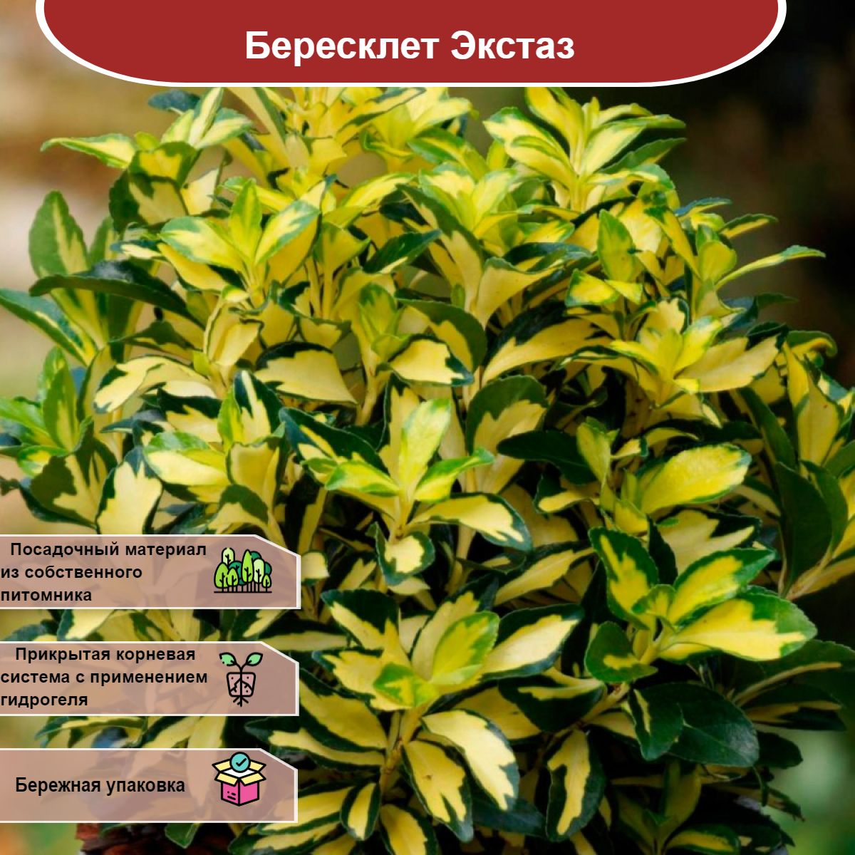 Саженец купить...