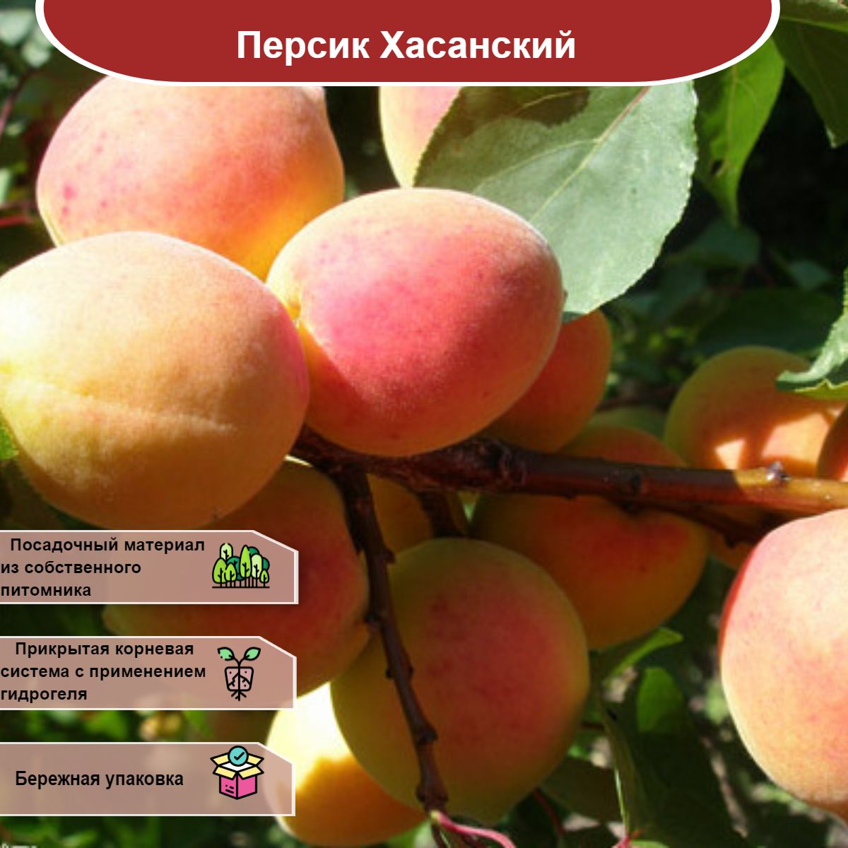 Абрикос Лель Описание Сорта Фото Отзывы