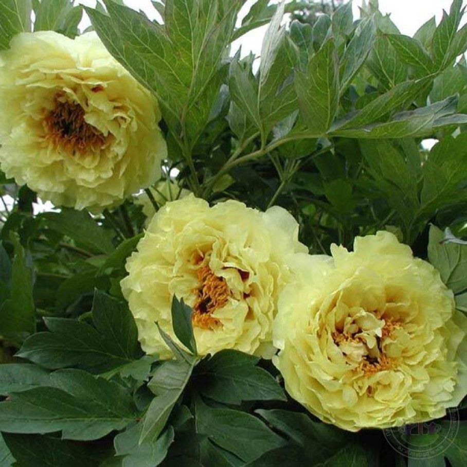 Пион древовидный гофман. Древовидные пионы названия. Пион древовидный suffruticosa. Древовидные пионы. Пион древовидный сторинг ред.