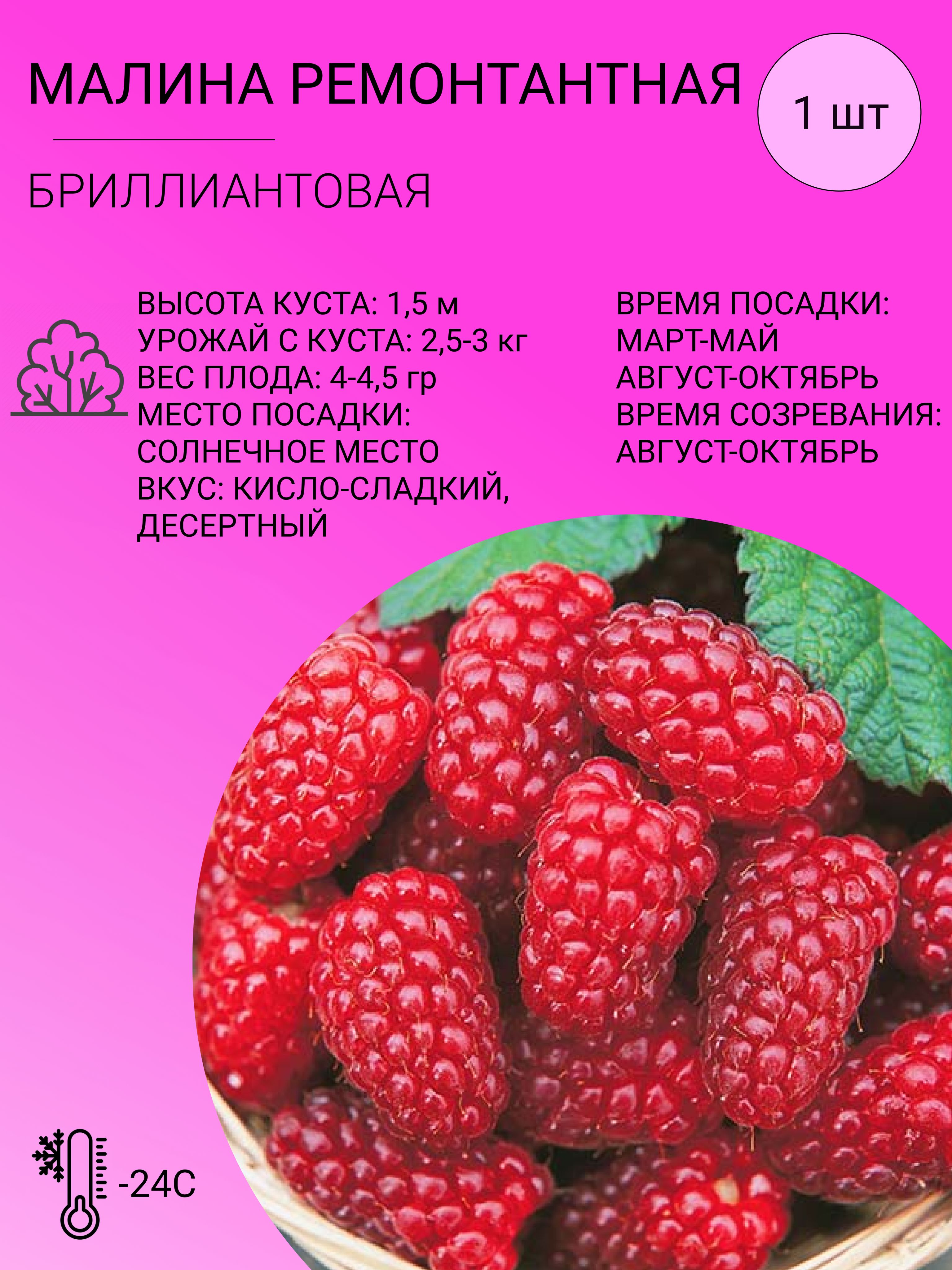 Купить саженцы Малина Микер в Москве и РФ. Описание сорта. Пункты самовывоза. По