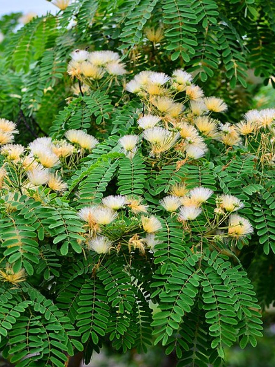 Семена Акация Альбиция Калькора (Albizia kalkora), 10 штук