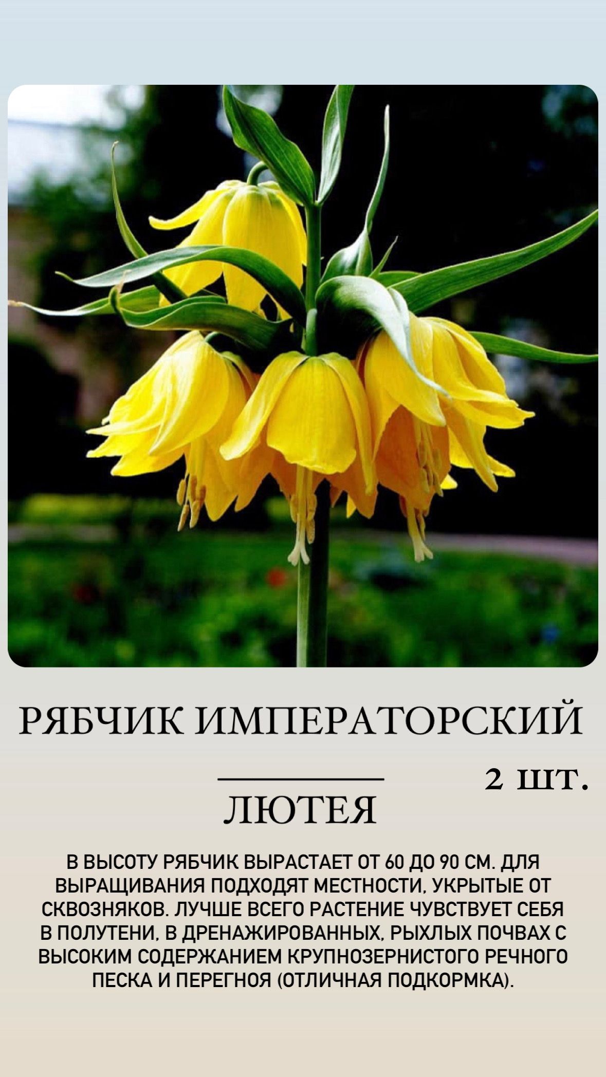 Купить Луковицы Рябчиков Недорого