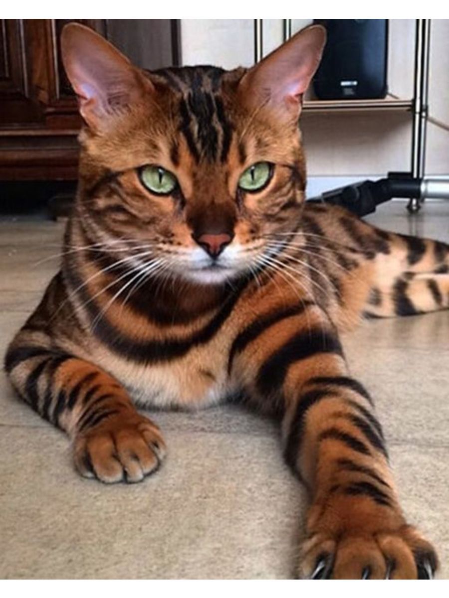 Сколько стоит кот