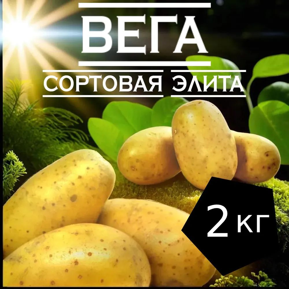 Картофель Вега Описание Сорта Фото