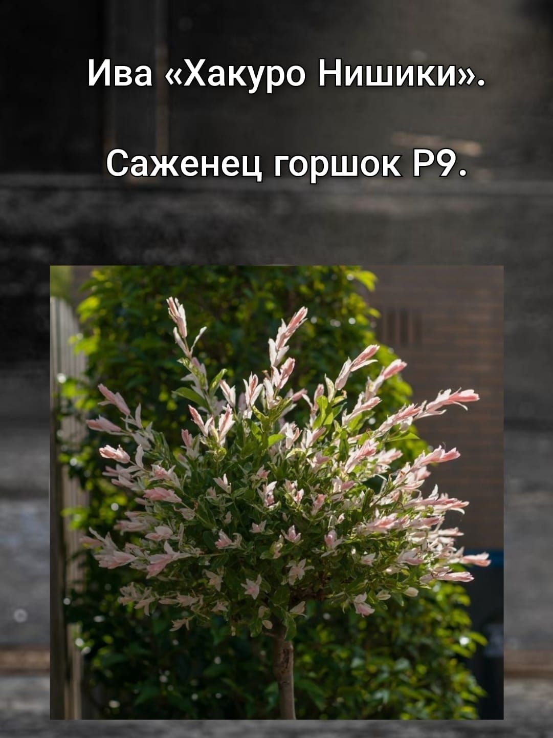 Ива цельнолистная hakuro nishiki. Ива цельнолистная (salix integra) «хакуро-нишики». Ива цельнолистная хакуро-нишики. Ива хакуро нишики куст. Ива цельнолистная хакуро-нишики.