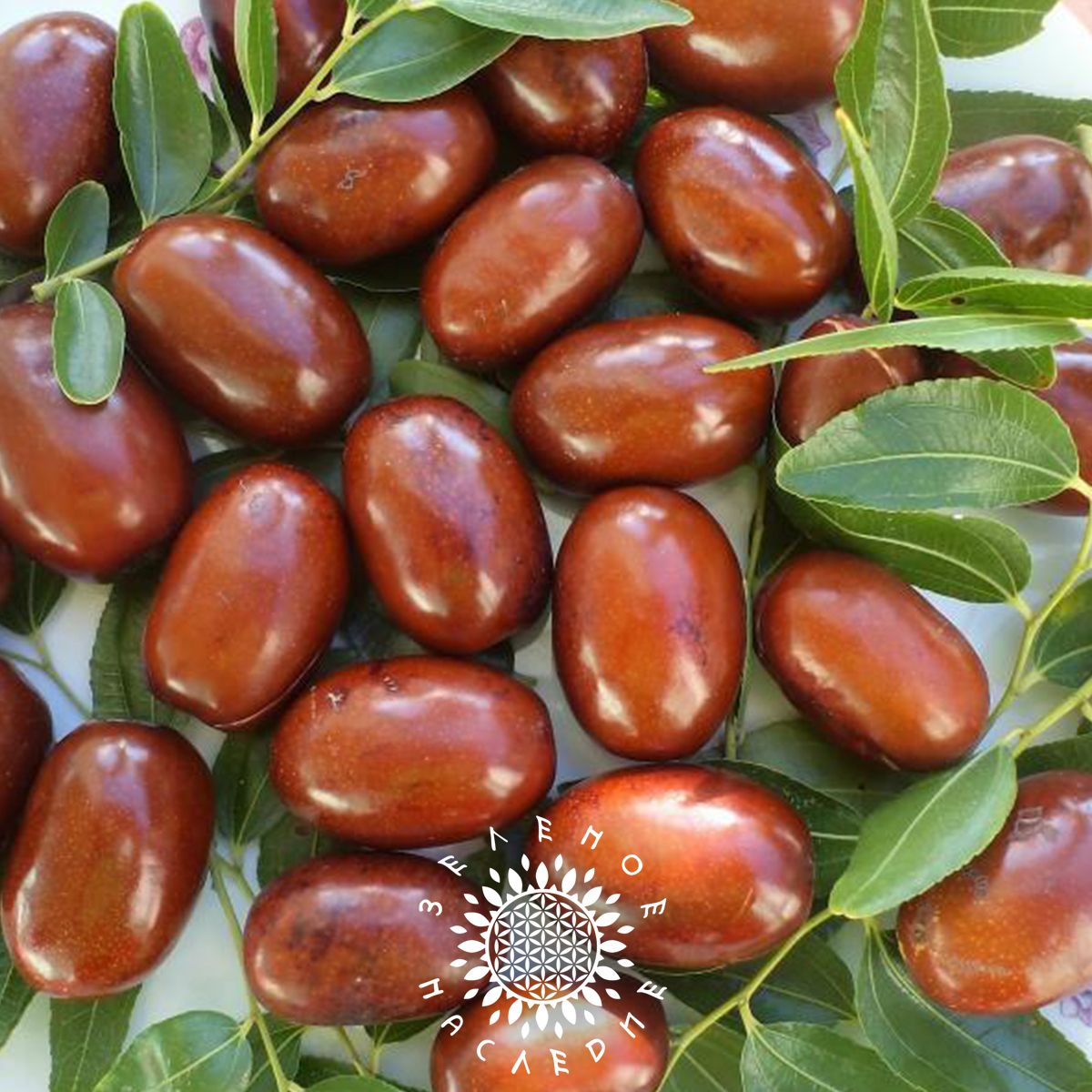 Финик унаби. Что похоже на финики. Что похоже на финики. Финик унаби (зизифус) сушеный. Что похоже на финики.