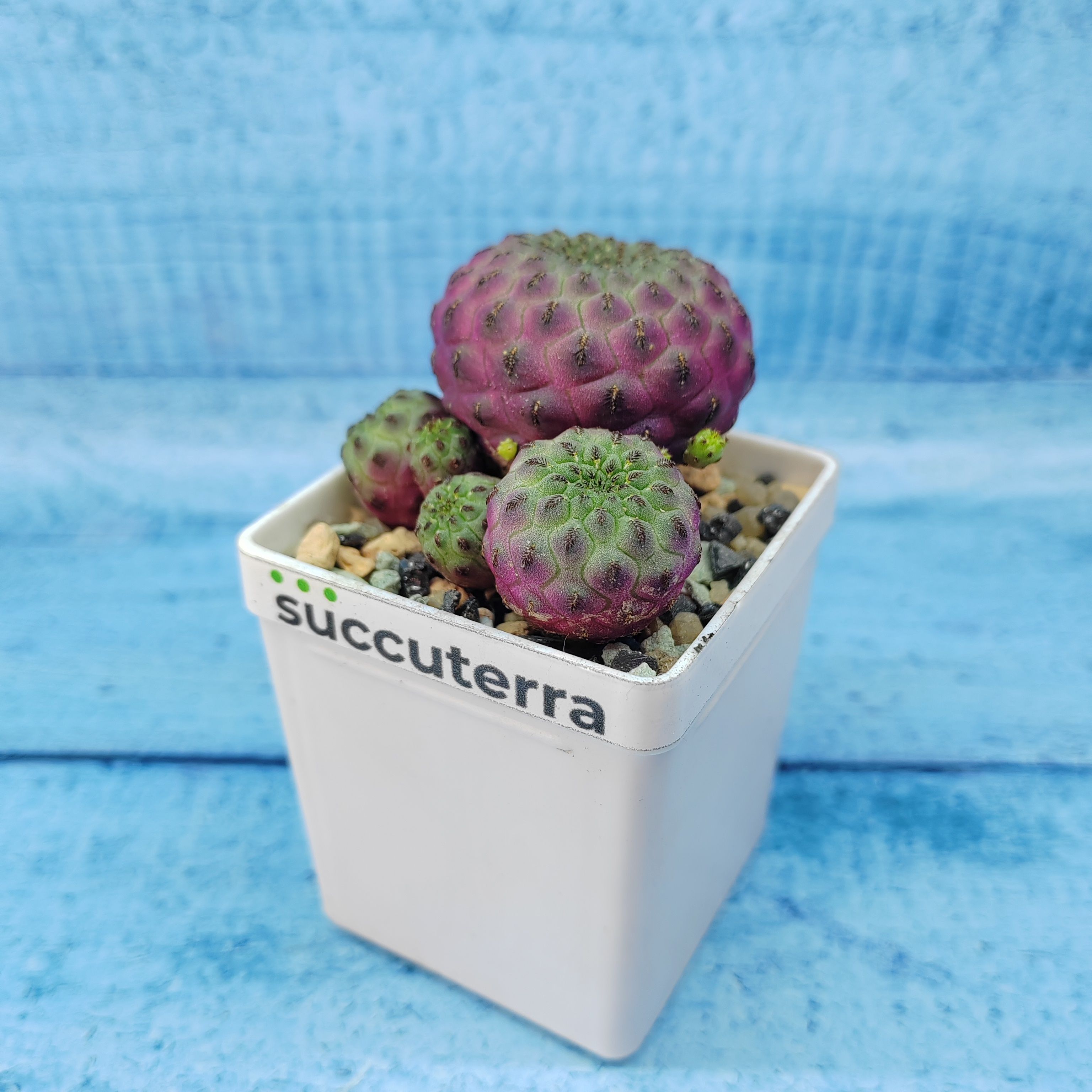 Кактус Sulcorebutia rauschii (Сулькоребуция). Диаметр горшка 5 см. Субстрат Succuterra Classic и фирменный горшочек в комплекте.