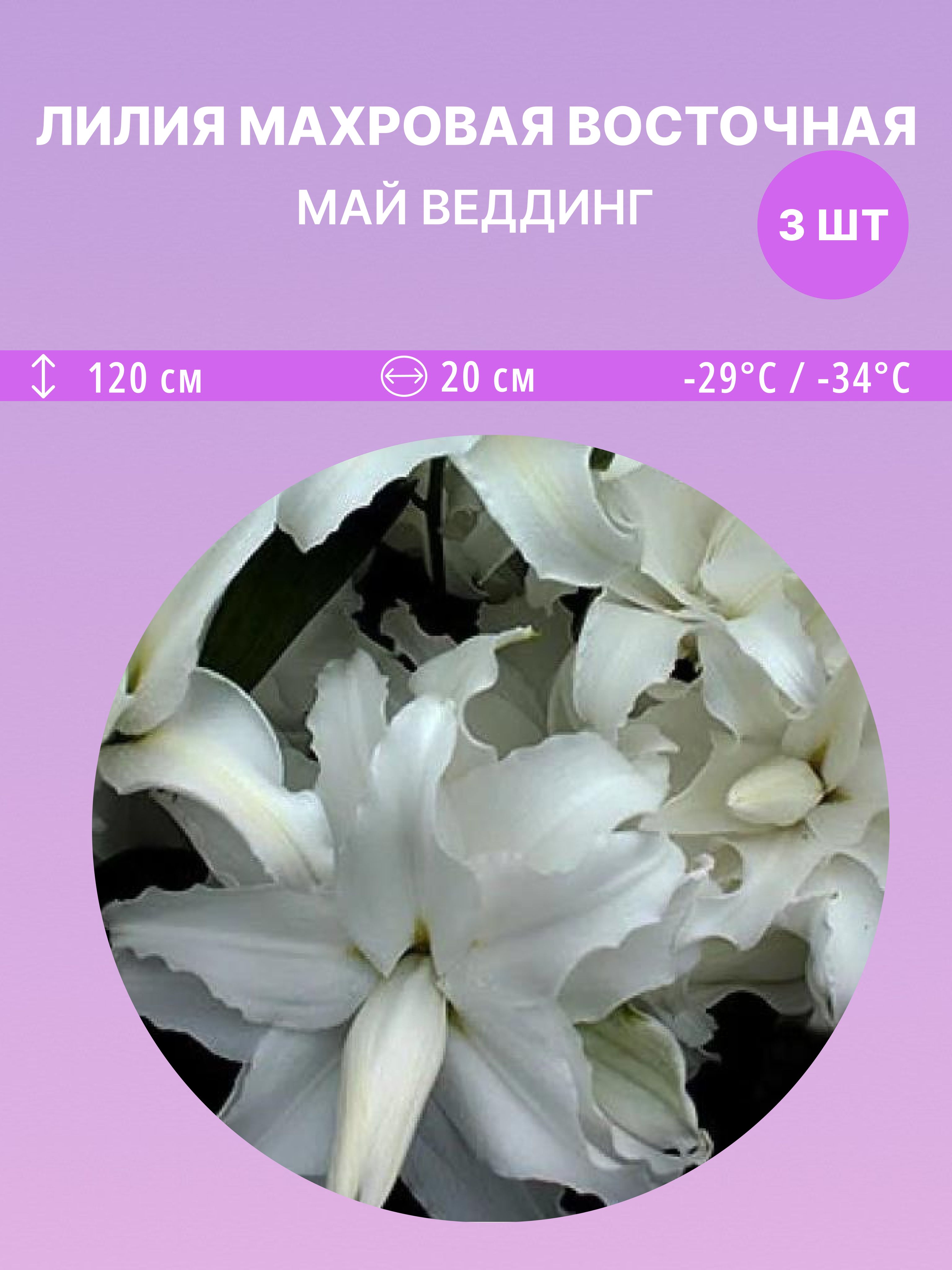 ЛилиявосточнаяМайВеддинг,многолетниецветыдлясадаидачи3луковицы