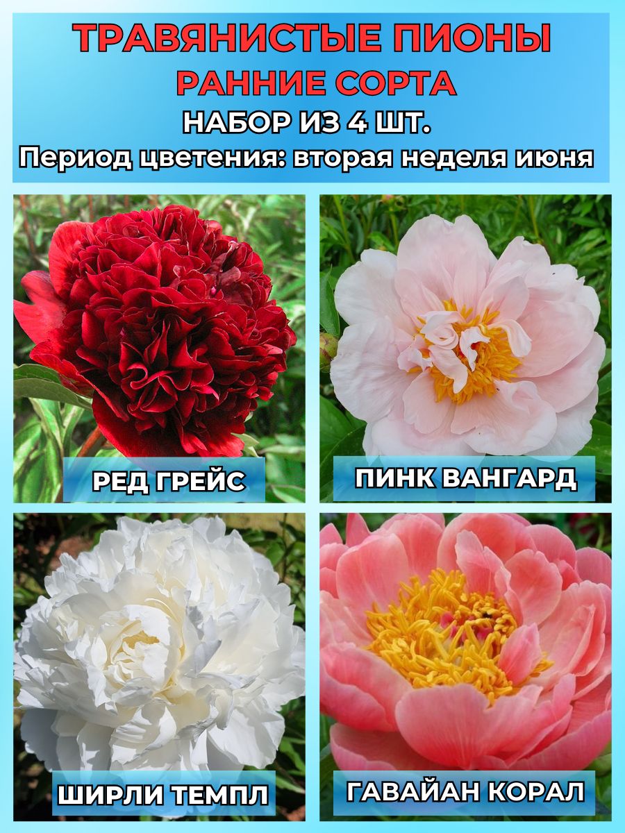 Magic Blooming Garden Луковицы,0.35кг