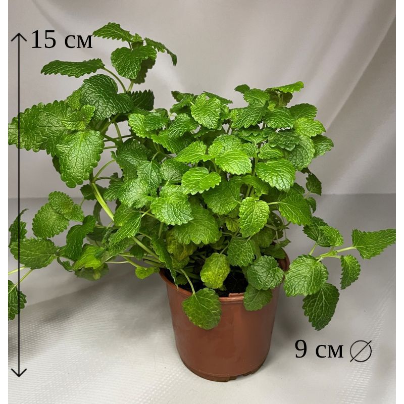 Мелисса в горшке D-9 см живое растение
