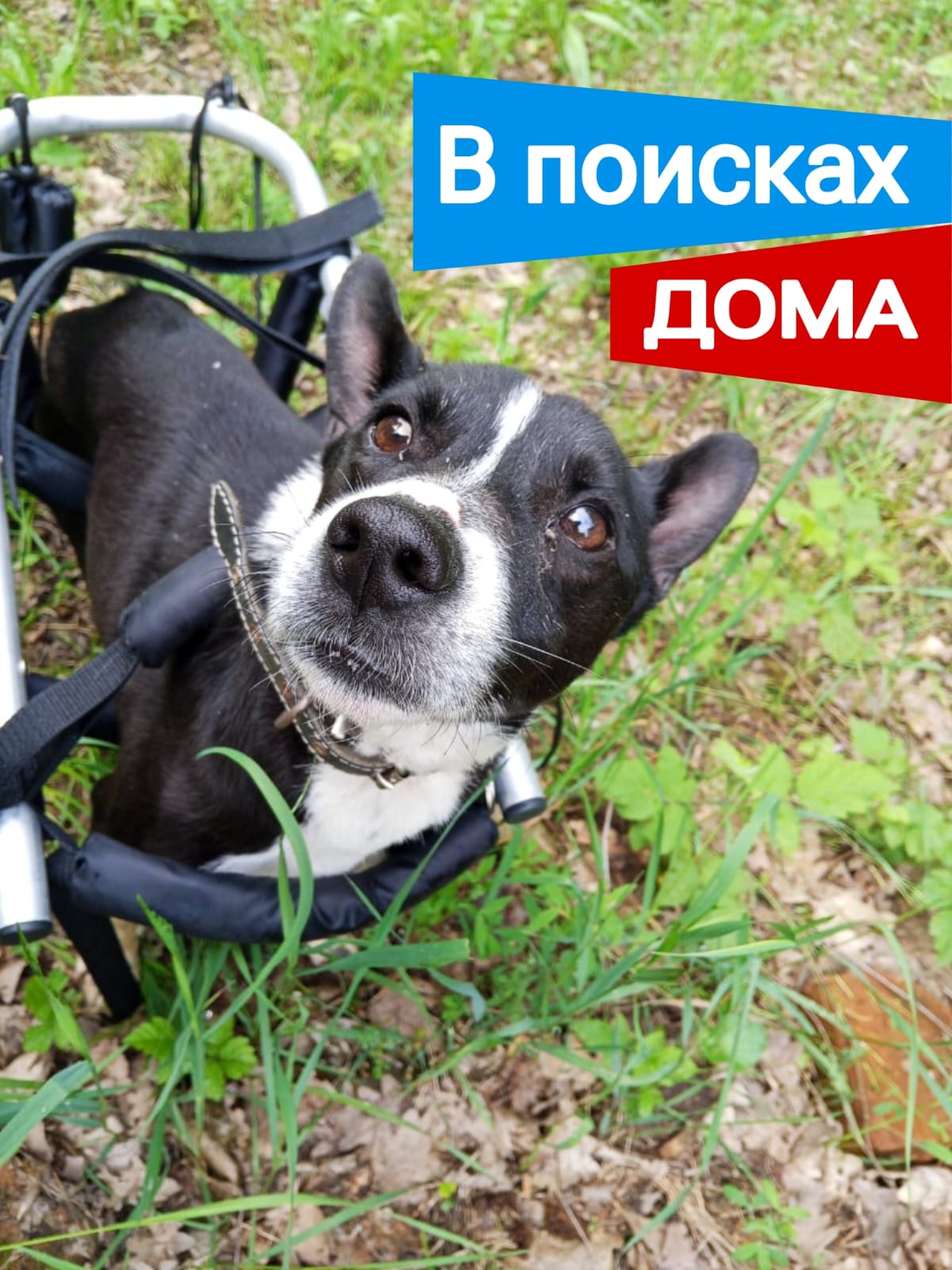 ПомощьЧернышу